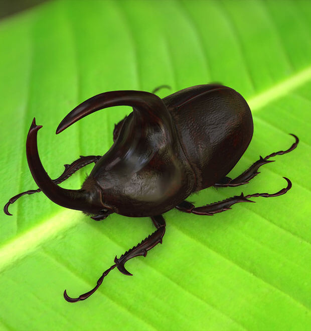 Rhino Beetle